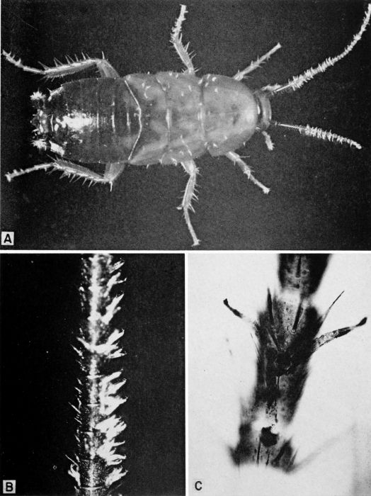 Fungi parasitic on cockroaches.