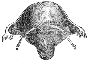 Muscular
Fibres of the Womb