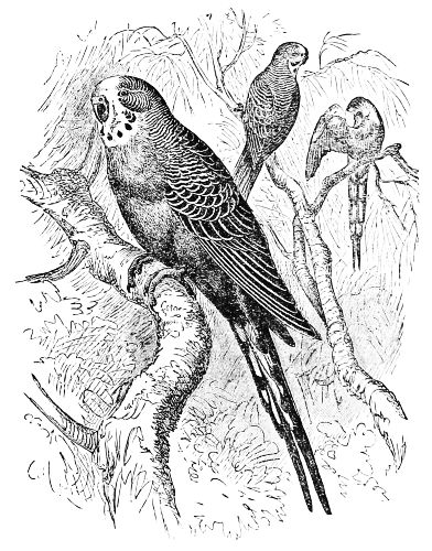 Melopsittacus undulatus