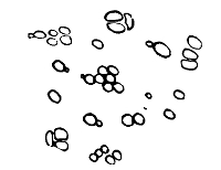 Saccharomyces Cerevisiae