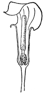 FIG. 51.—FLOWER ARRANGEMENT PECULIAR TO THE ARUM FAMILY

Fig. 51. The outer leaflike tubular or hooded spathe surrounds in our
common Jack-in-the-Pulpit a clublike spadix, upon which are crowded the
tiny flowers.