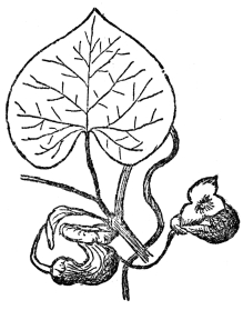 FIG. 71.—THE DUTCHMAN’S-PIPE

A vine producing evil-smelling flowers, which trap insects sometimes for
days, thus insuring cross-fertilization.