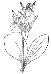 FIG. 74.—SHOWY ORCHID

(Orchis spectabilis)

Native of eastern North America, with showy magenta-pink or white
flowers in a loose raceme.