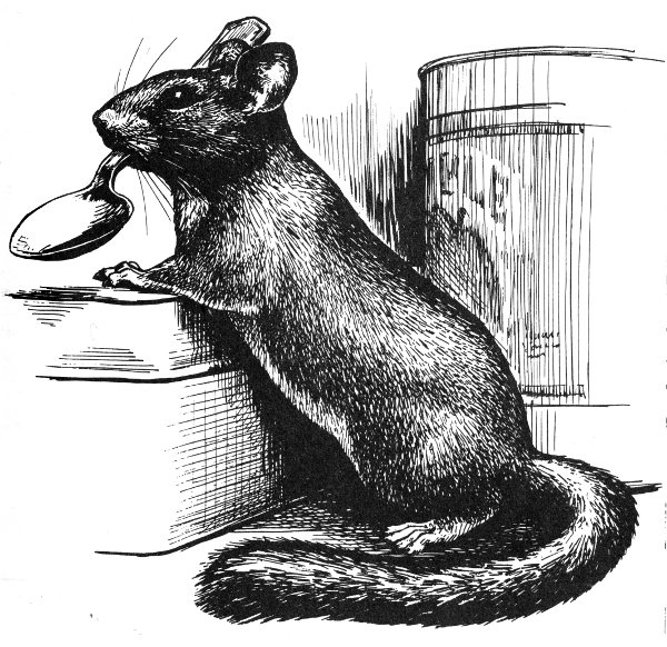 bushy-tailed woodrat