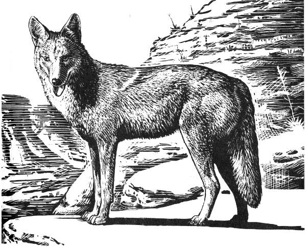 coyote