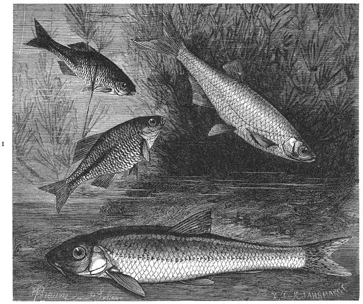 1) Bittervoorn (Rhodeus amarus), 2) Alvertje (Alburnus alburnus), 3) Grondel (Gobio fluviatilis). Ware grootte.