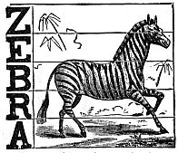 ZEBRA