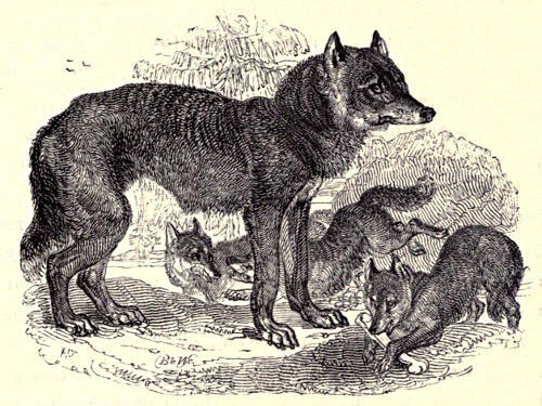 Wolf with cubs