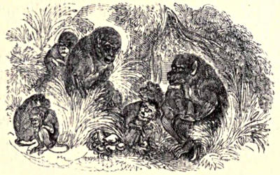 A group of monkeys