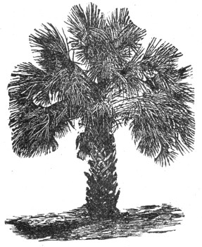 palm