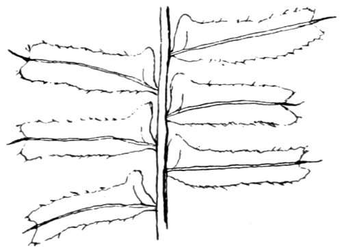 Outline of frond