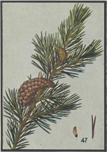 Jack Pine