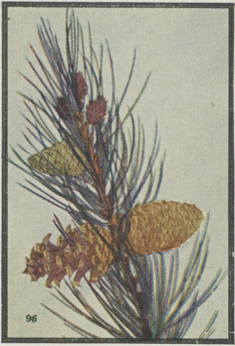 Lodgepole Pine