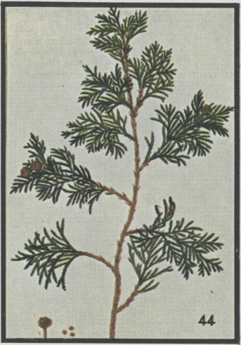 White Cedar