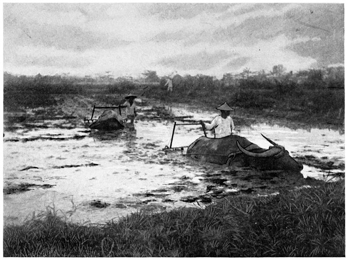 Ploughing the Rice-fields with the Carabao.