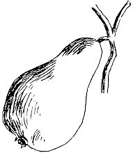 pear