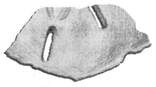 Shell fragment