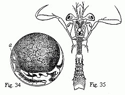 Fig. 34. Embryo of a
Squilla, magnified. a. heart. Fig. 35. Older larva (Zoëa) of a Stomapod, magnified.