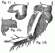 Fig. 10. Coxal lamella of
the penultimate pair of feet of the male (a), and coxal lamella, with the three
following joints of the same pair of feet of the female (b) of Melita Messalina, magnified.
Fig. 11. Coxal lamella of the same pair of feet of the female of M. insatiabilis.