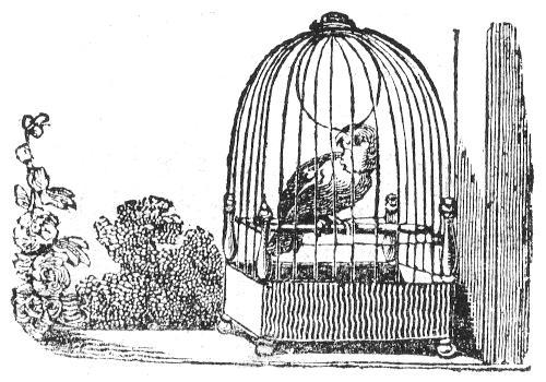 A caged parrot