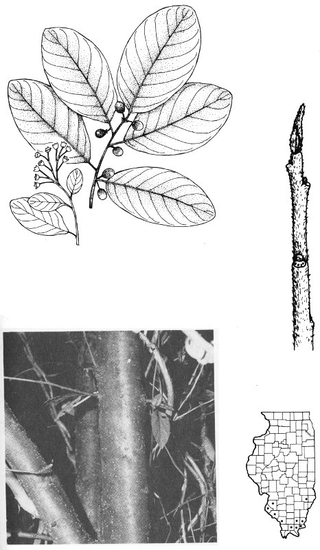 CAROLINA BUCKTHORN