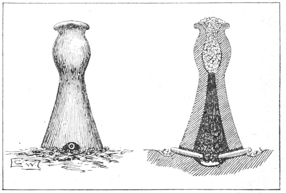 Primitive Smelting Furnace, and Section of same,
showing Blast-Pipes, Fuel, and Ore