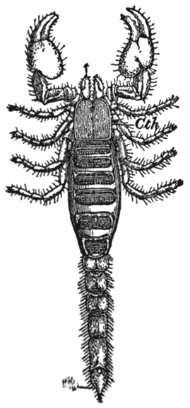 Scorpion Seen from Above