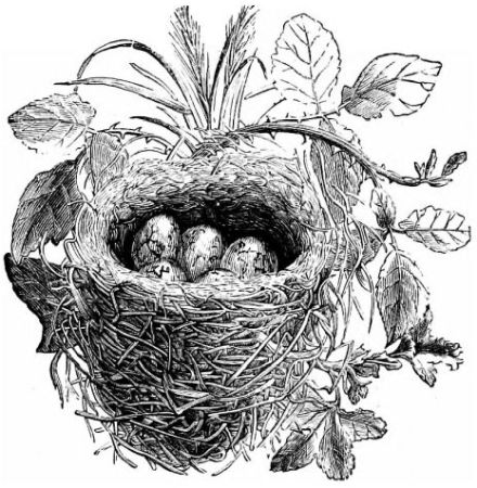 nest of eggs