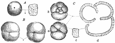 Fig. 32.