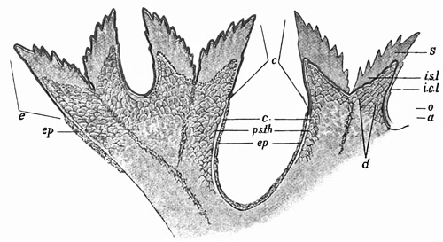 Fig. 102.