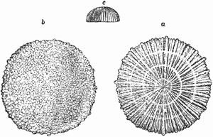 Fig. 157.