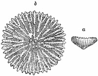 Fig. 171.