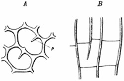 Fig. 194.