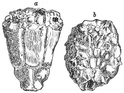 Fig. 242.