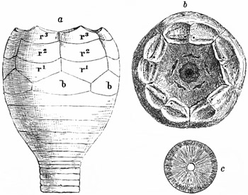 Fig. 299.