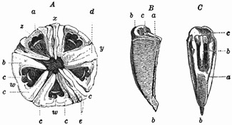 Fig. 369.