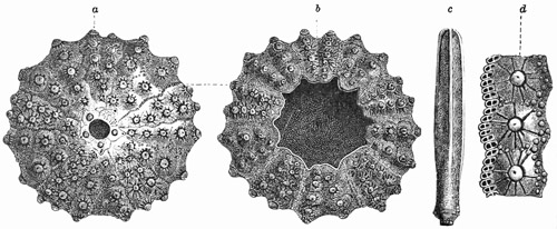 Fig. 388.