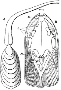 Fig. 468.