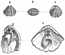 Fig. 554.