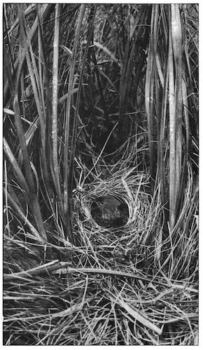 GRASSHOPPER WARBLER ON NEST