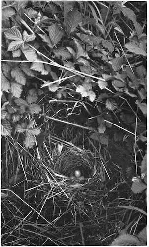 WHITETHROAT’S NEST AND EGGS