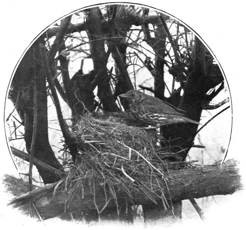 SONG THRUSH AT NEST