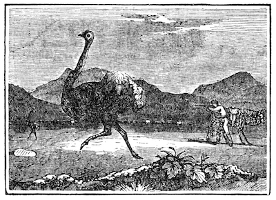 ostrich