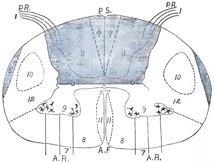 Transverse section of the spinal cord