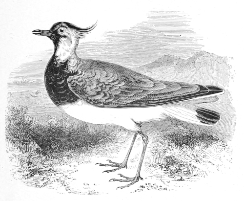 The Lapwing