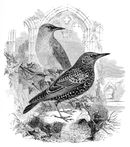 The Starling