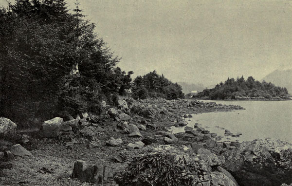 Vegetation at
High-Tide Line, Sitka Harbor