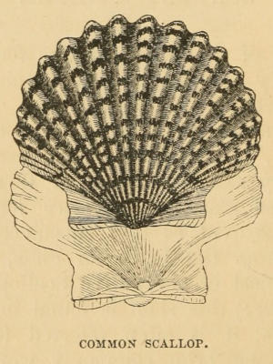 COMMON SCALLOP.