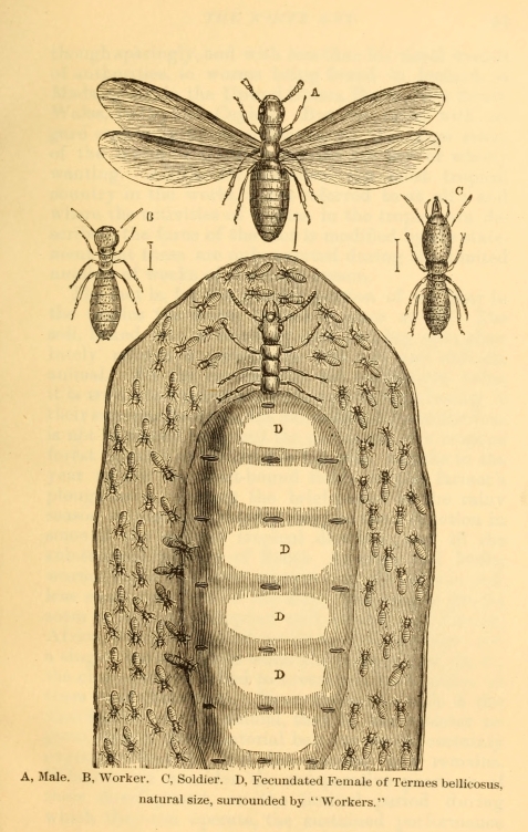 A, Male.  B, Worker.  C, Soldier. D, Fecundated Female of Termes bellicosus, natural size, surrounded by "Workers."