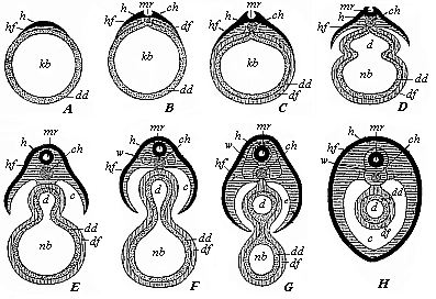 Fig.105. Severance of the discoid
mammal embryo from the yelk-sac, in transverse section (diagrammatic).